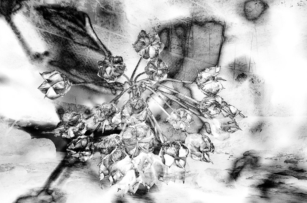 Floraison II