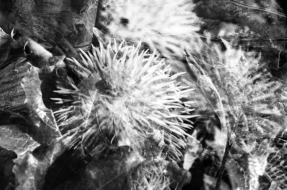 Floraison III