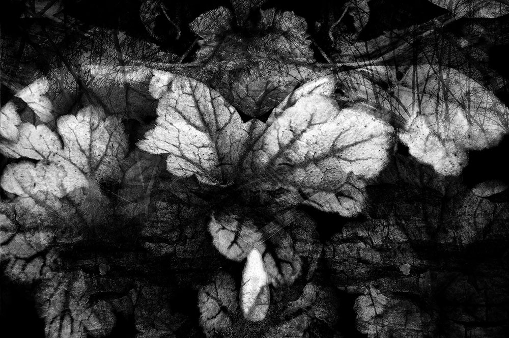 Parmis les feuilles