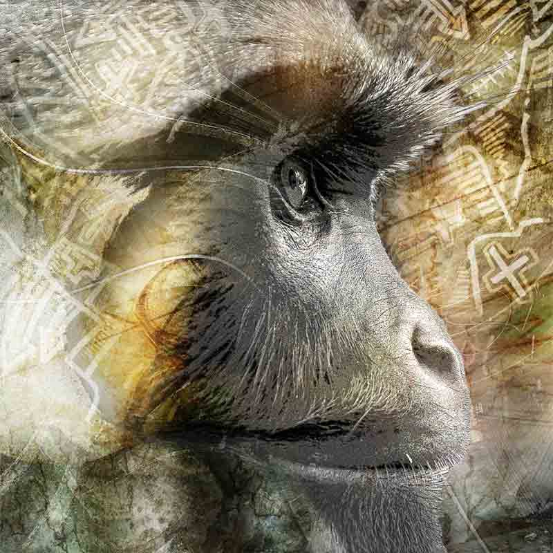 Shock the monkey