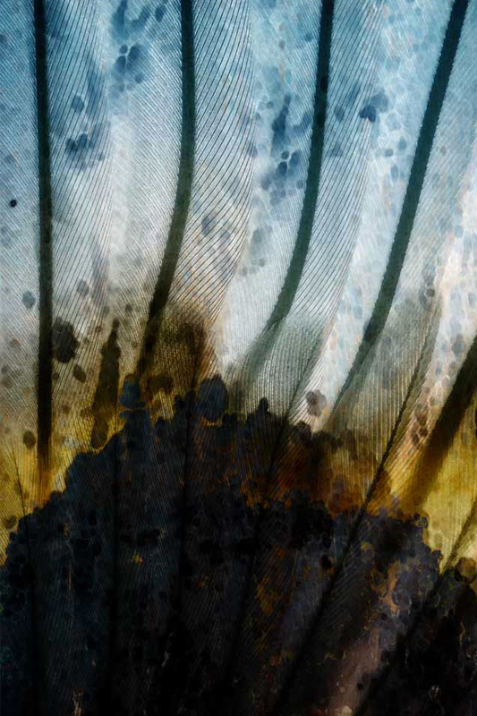 Volupté