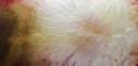 Exemple de texture de laque